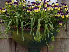 Vintage sink as a planter